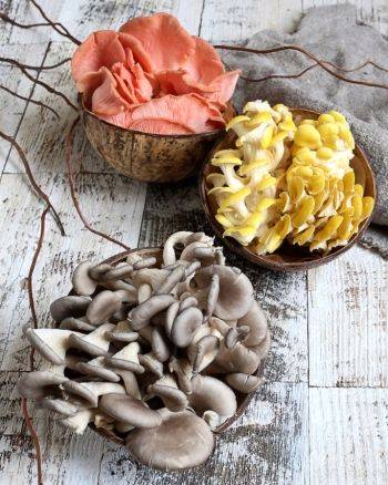 The benefits and harms of oyster mushrooms for the body