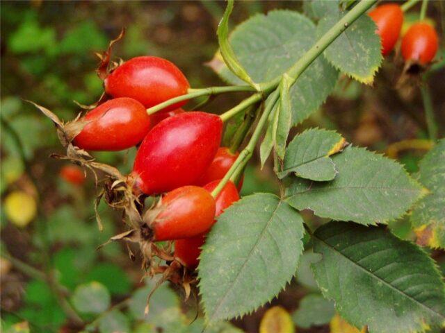 The benefits and harms of rose hips for the kidneys