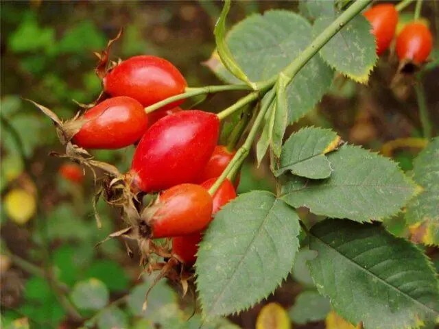 The benefits and harms of rose hips for the kidneys