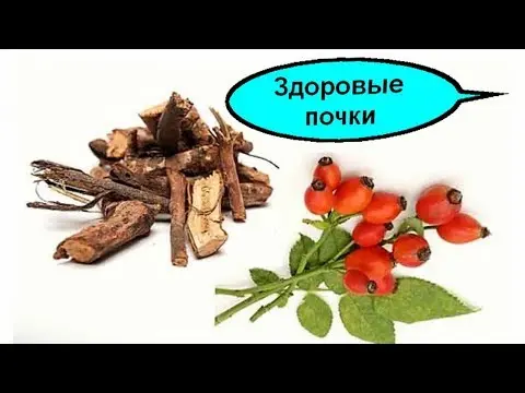 The benefits and harms of rose hips for the kidneys