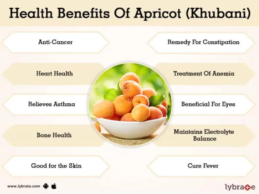 The benefits of apricots for the human body: men, women, pregnant women