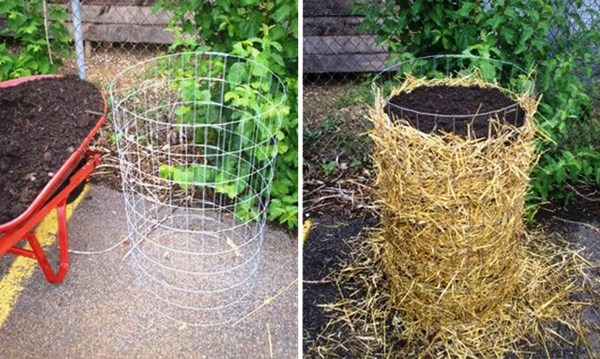 The benefits of growing potatoes in a barrel with a photo