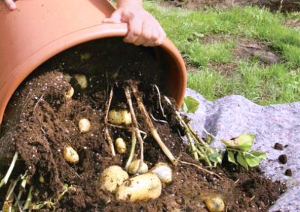 The benefits of growing potatoes in a barrel with a photo