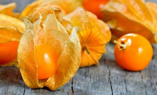 The benefits of physalis edible