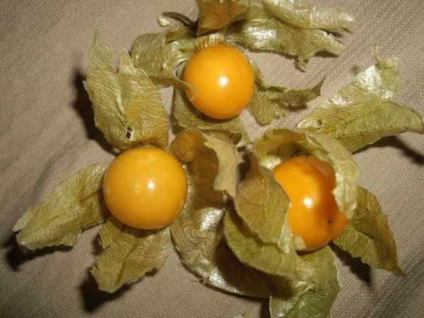 The benefits of physalis edible