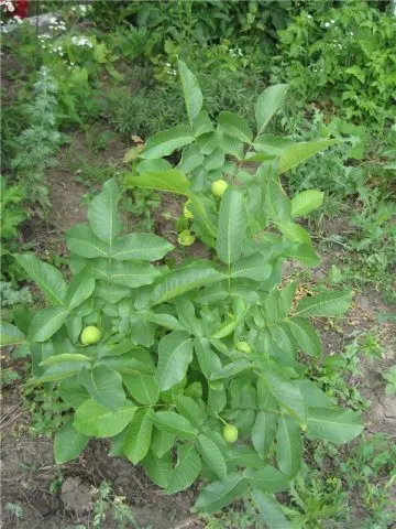 The best and frost-resistant varieties of walnut