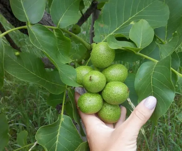 The best and frost-resistant varieties of walnut