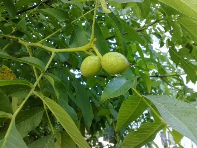 The best and frost-resistant varieties of walnut