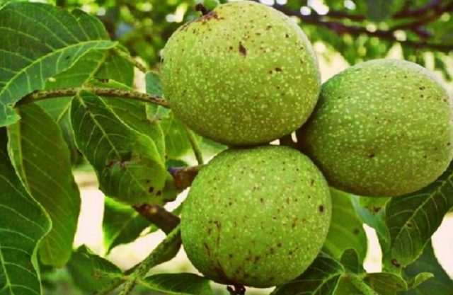 The best and frost-resistant varieties of walnut