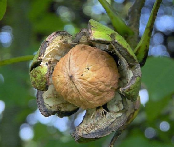 The best and frost-resistant varieties of walnut