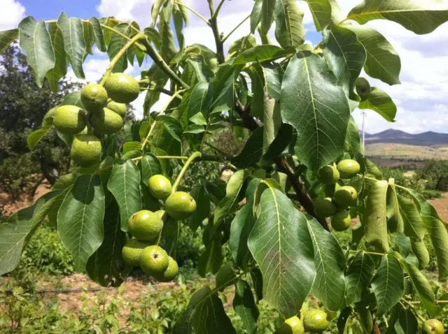 The best and frost-resistant varieties of walnut