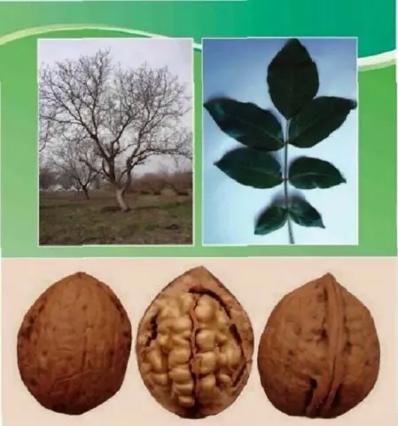 The best and frost-resistant varieties of walnut