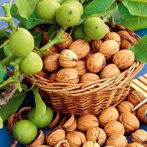 The best and frost-resistant varieties of walnut