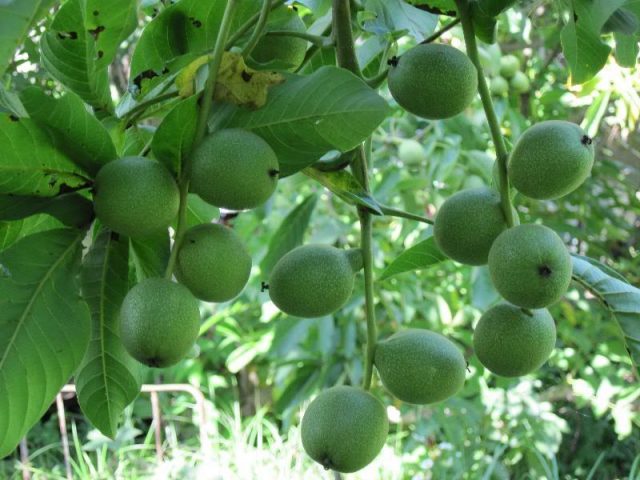 The best and frost-resistant varieties of walnut