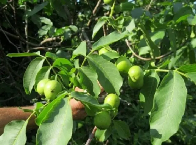 The best and frost-resistant varieties of walnut