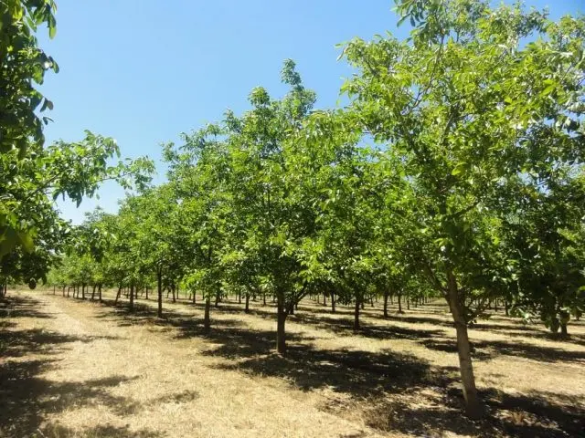 The best and frost-resistant varieties of walnut