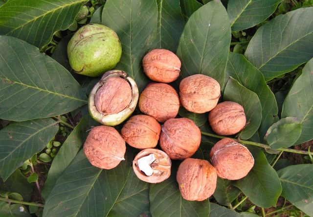 The best and frost-resistant varieties of walnut