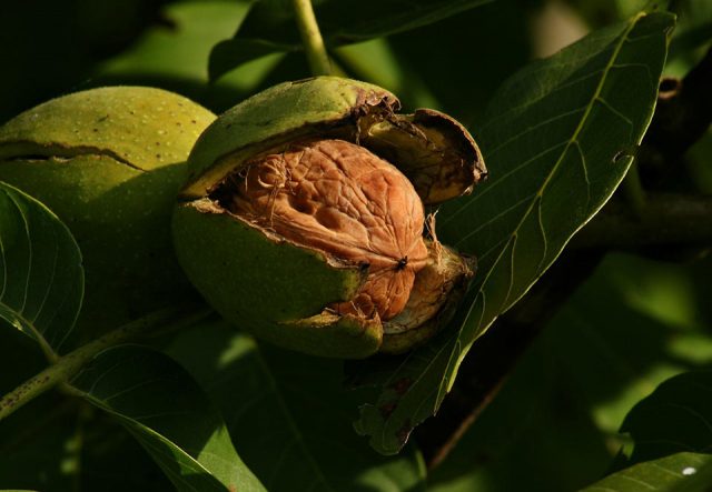 The best and frost-resistant varieties of walnut