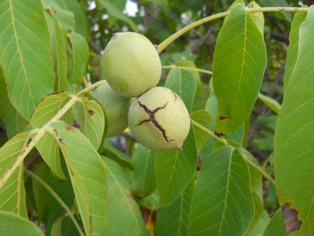 The best and frost-resistant varieties of walnut