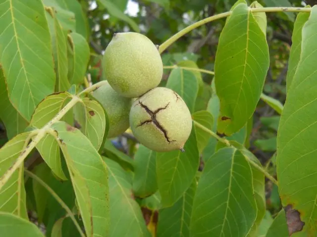 The best and frost-resistant varieties of walnut