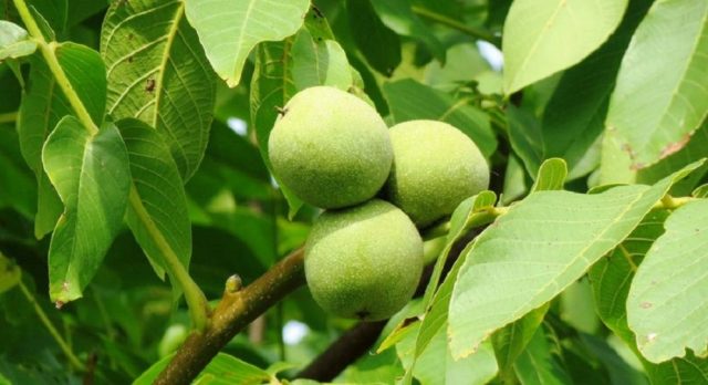 The best and frost-resistant varieties of walnut