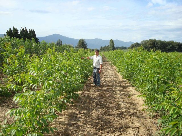 The best and frost-resistant varieties of walnut