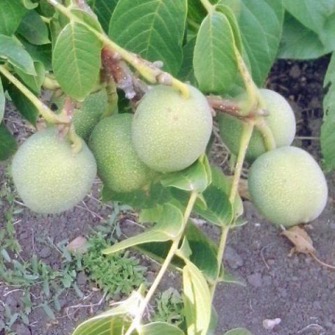 The best and frost-resistant varieties of walnut