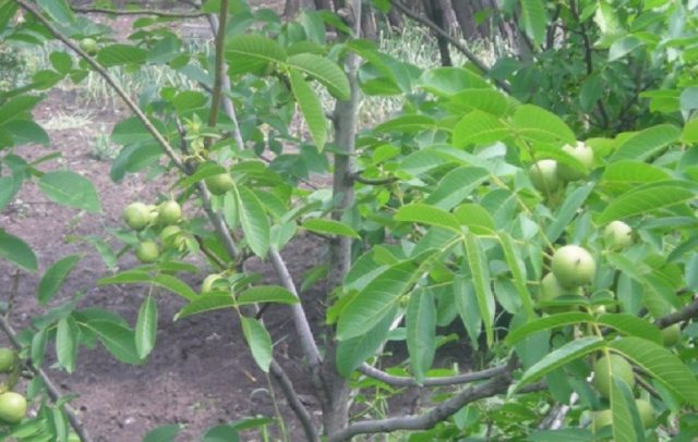 The best and frost-resistant varieties of walnut