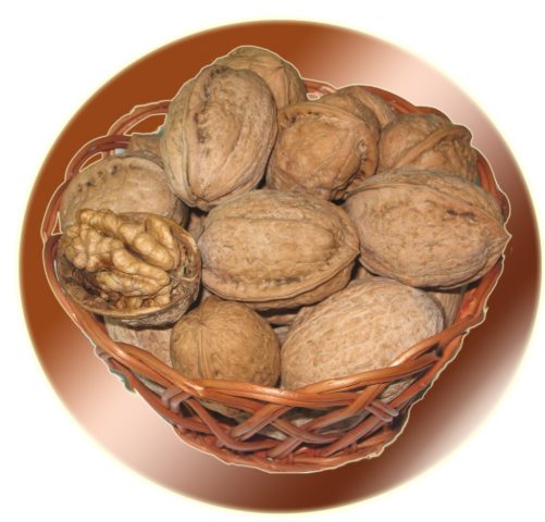 The best and frost-resistant varieties of walnut