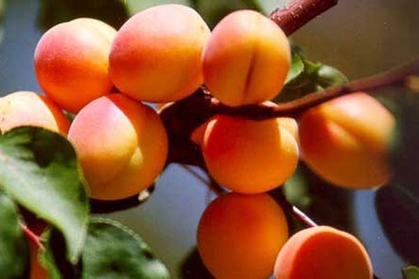 The best apricot orta for central Our Country