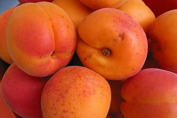 The best apricot orta for central Our Country