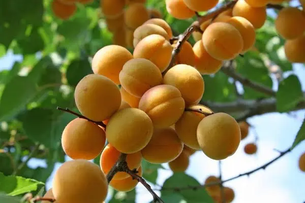 The best apricot orta for central Our Country