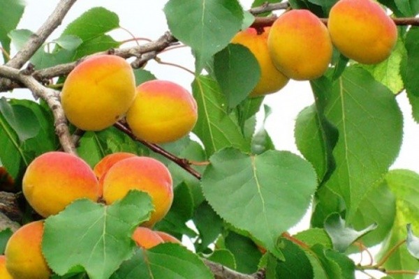 The best apricot orta for central Our Country