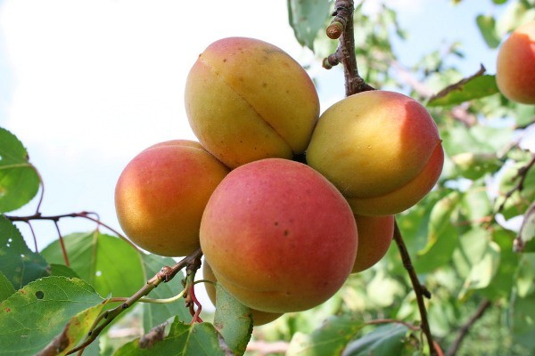 The best apricot orta for central Our Country