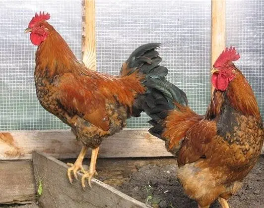 The best breeds of chickens for home breeding