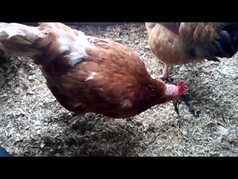 The best breeds of chickens for home breeding