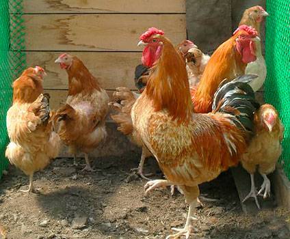 The best breeds of chickens for home breeding