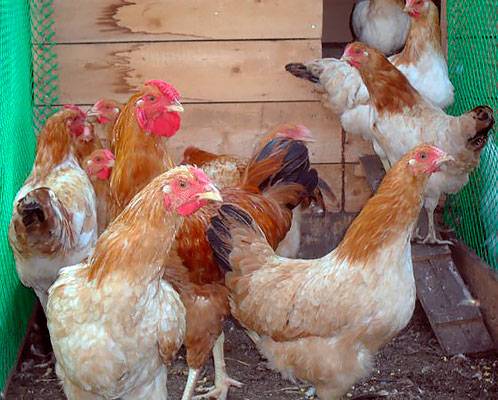 The best breeds of chickens for home breeding