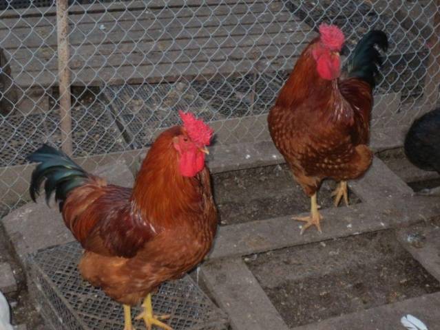 The best breeds of chickens for home breeding