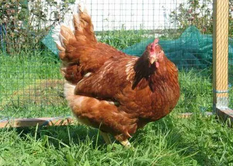 The best breeds of chickens for home breeding