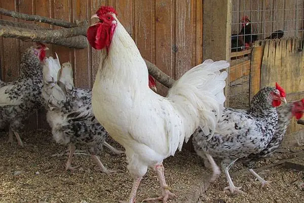 The best breeds of chickens for home breeding