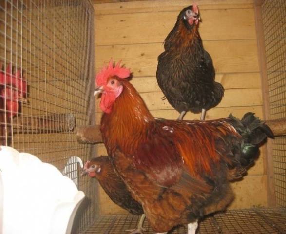 The best breeds of chickens for home breeding