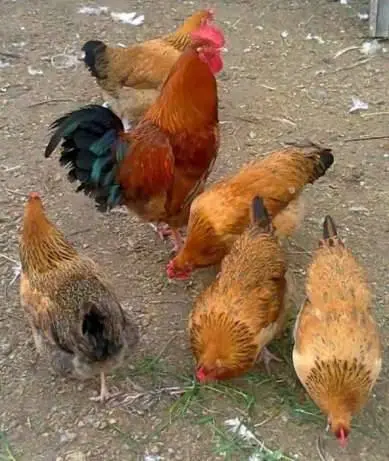 The best breeds of chickens for home breeding