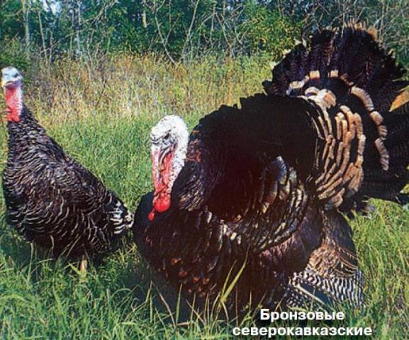 The best breeds of turkeys 