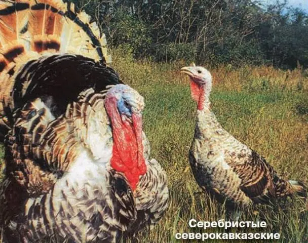 The best breeds of turkeys 