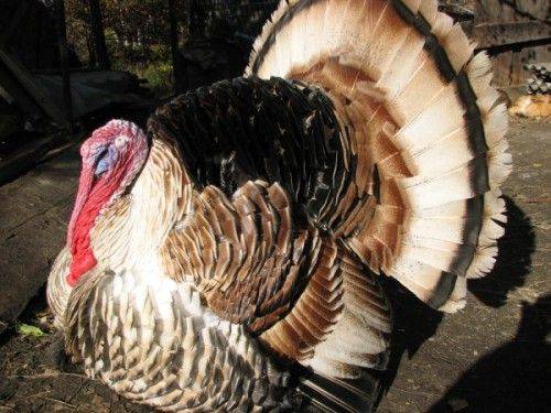 The best breeds of turkeys 