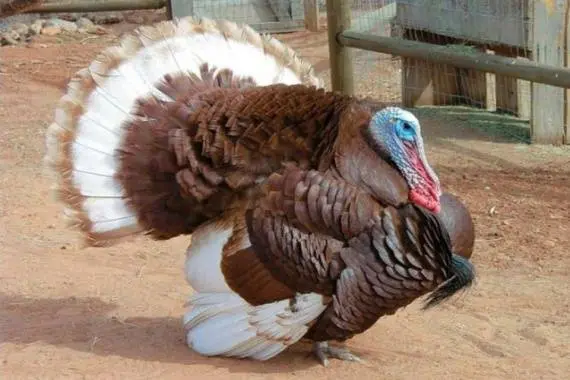 The best breeds of turkeys 