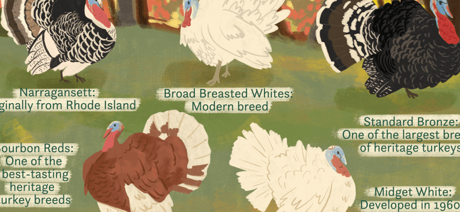 The best breeds of turkeys 