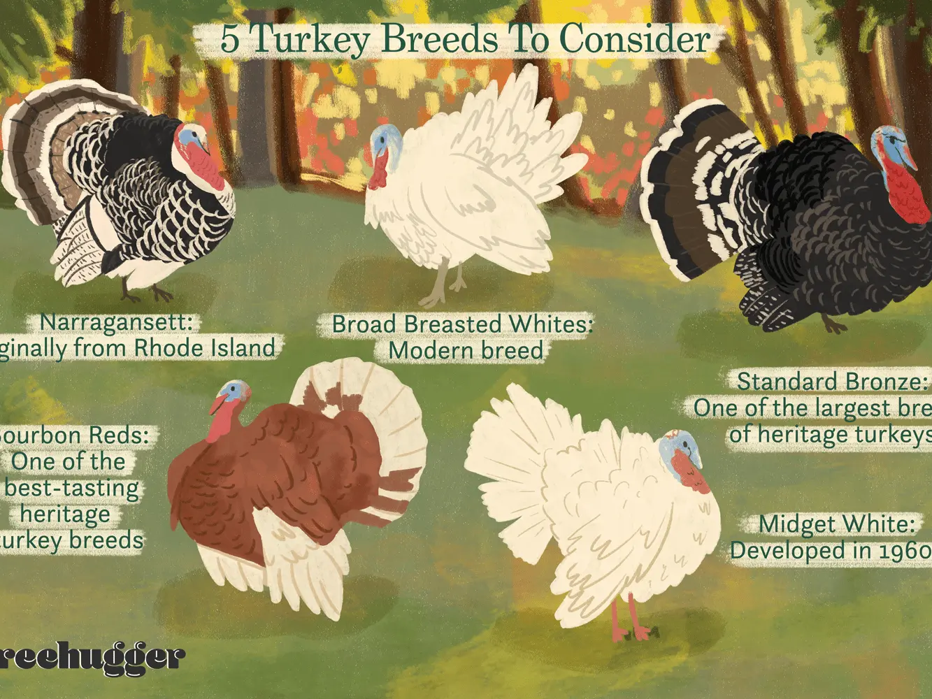 The best breeds of turkeys 