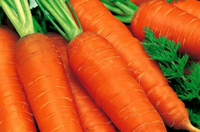 The best carrots for planting in the Leningrad region